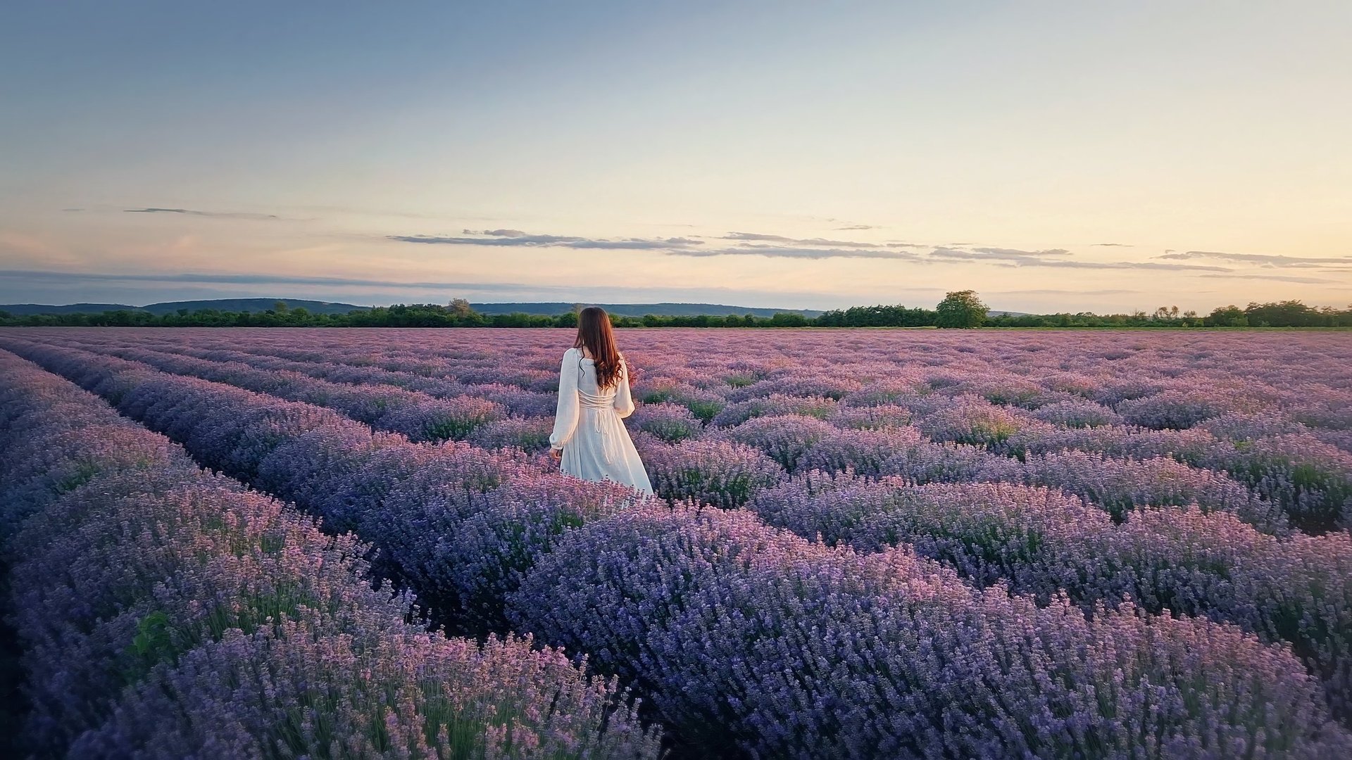Person walking through blooming lavender field at sunset in white dress