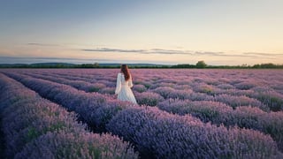 Person walking through blooming lavender field at sunset