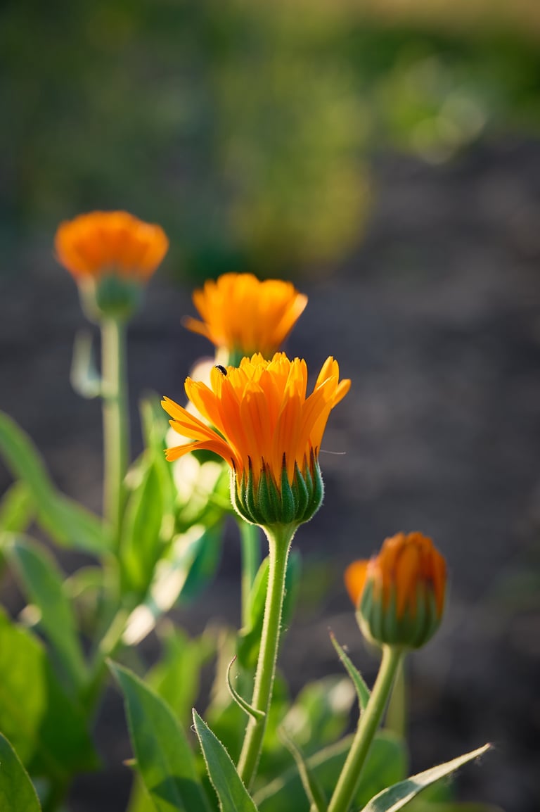 Orange marigold flowers calendula in garden