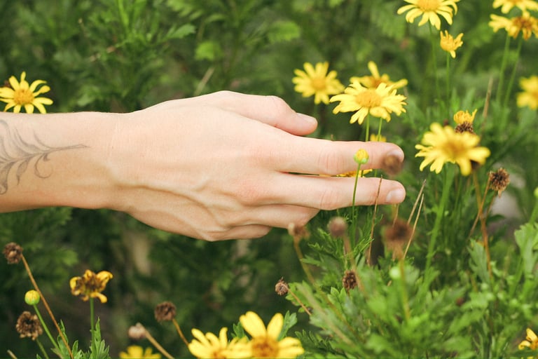 A persons hand gently touching a yellow flower in a green field of wildflowers